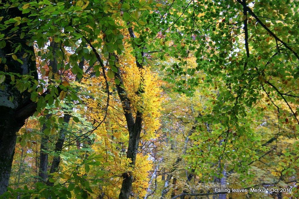 Germia forest